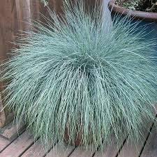Image result for Festuca