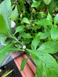 Image result for Struchium sparganophorum