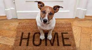 Mai lasciare il cane libero in ascensore, potrebbe disturbare o importunare gli altri condomini 9. Diritti E Doveri Per Chi Possiede Un Animale Domestico In Casa Tutte Le Informazioni Sulle Norme Da Rispettare