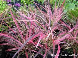 Image result for Cenchrus setaceus