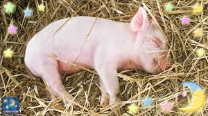 Baby Animals Sleeping Short Bedtime Lullaby Brahms Lullaby Lullaby And Goodnight Youtube