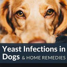 How To Stop Hair Loss And Itching In Dogs From Yeast Overgrowth Pethelpful