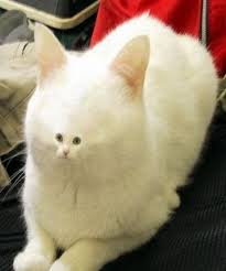 Lovethenip On Twitter Funny Cat Faces Funny Animal Faces Funny Animal Pictures