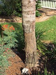 We did not find results for: Queen Palm Help Discussing Palm Trees Worldwide Palmtalk