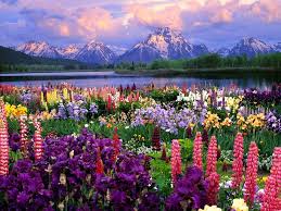 Space nature globe planet universe moon environment sky world galaxy trees forest beach. Images Of Nature Beauty Flowers Pink Dahlies Beautiful Flowers Pictures In Nature Computers Wallpaper Hd High Definition Free Wallpaper Nature