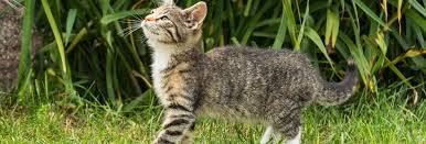 Yesterday at 8:17 am ·. Katzen Aus Dem Garten Vertreiben Hier Lesen Welche 4 Tricks Helfen