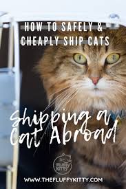 We did not find results for: Cheapest Way To Ship A Cat How Much Does It Cost Fluffy Kitty How To Safely And Cheaply Ship A Cat Overseas Don T Ships Cat Pet Relocation Pet Shipping