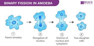 Pernyataan yang salah tentang pembelahan amitosis ialah… a. Pembahasan Soal Biologi Sma Kelas 12 Tentang Pembelahan Sel Soal B Myrightspot Com