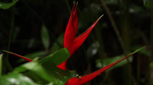 They have leaves that form a cup where moisture gathers. Rainforest Habitats Theschoolrun