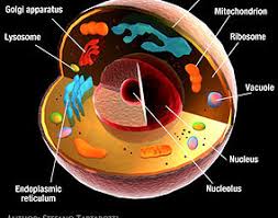 Maybe you would like to learn more about one of these? Animal Cell 3d Model Medical Cgtrader