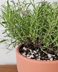 In particular, the term commonly is used for the species lavandula angustifolia (true lavender or common lavender). How To Grow Lavender Indoors Apartment Therapy