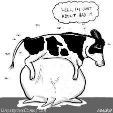 The Lifecycle Of The Dairy Cow When I Was A Kid In Pennsylvania My By Rob Lang Medium