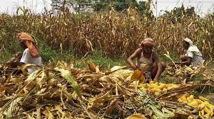 Combine harvesting cutting the autumn maize crop. Bihar Farmers Lose Out On 2020 S Maize Crop Boom Sabrangindia