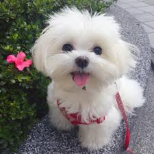 Simply Adorable Maltese Cute Baby Animals Cute Dogs