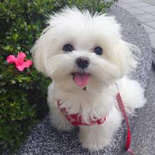 Either way buy or adopt, dogs are family. 350 Maltese Ideas Maltese Puppy Maltese Dogs Maltese