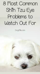 Shih tzu breed can suffer from many different eye issues. 8 Most Common Shih Tzu Eye Problems To Watch Out For Dogvills