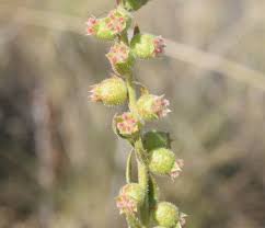 Image result for Haloragaceae