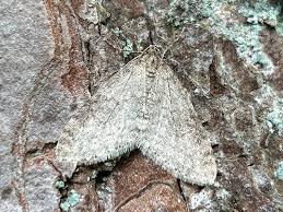 Image result for Trichopteryx