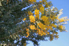 Yellow Flowers On Acacia Tree Free Stock Photo Public Domain Pictures