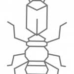 The humid subtropical climate of newport news, va, makes it an ideal breeding ground for a broad spectrum of insects. Pest Control Newport News Va Dodson Brothers