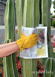 They readily grow roots from cuttings. Pin On Gardening Ideas