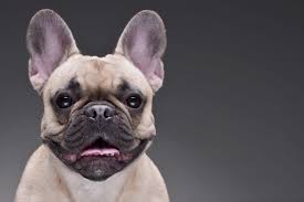 Make sure to check out his allergy test video if you haven't already (click link below to watch). 8 Best Foods To Feed An Adult And Puppy French Bulldog In 2021 And Our In Depth Nutrition Guide