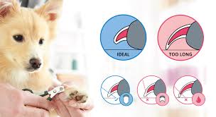From the long, white tips kim kardashian sported at paris fashion week to the stiletto nails we see gracing hands of countless celebrities, having long nails. How To Trim Dog Nails Safely Dog Nail Trimming Guide Tractive Blog