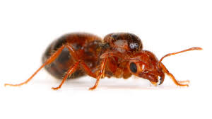 I have tried several baits with no success. Exterminators Worst Horror Stories And Their Best Advice Realtor Com