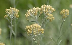 Das ursprünglich aus dem mittelmeerraum stammende currykraut betört uns durch einen sehr angenehmen blütengeruch, der. Helichrysum Italicum Silbernadel Currykraut Strauch Strohblume