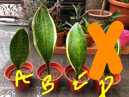 Our top tips for sansevieria masoniana care; Variegated Sansevieria Masoniana Whale Fin Grad C Variegata Home Furniture Gardening On Carousell