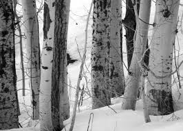 White Birch Trees For Sale Near Me Crowd 5x7 Black And White Photo Birch Trees By Flandersfield Via With Images Black And White Landscape Black And White Photography Black And White Photographs