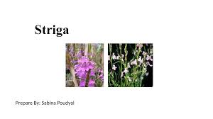 Image result for Striga aspera