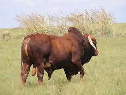 African Cattle Cattle Livestock Zebu