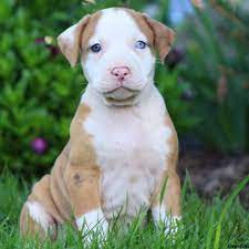 One way to determine the ancestry of your mixed breed is through a dna test. Turbo American Bulldog Mix Puppy For Sale In Pennsylvania
