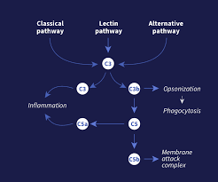 Image result for Complement Pathway