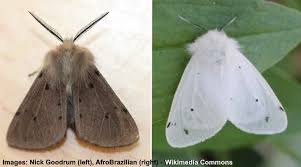 05.07.2019 · white moth represents something pure, light and soft. Fluffy Fuzzy Or Furry Moths Identification With Pictures And Names
