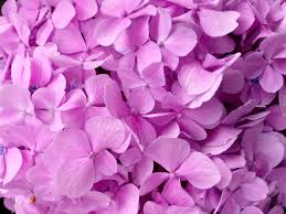 Their large, round flower heads are what distinguish them from other mophead hydrangeas are the most recognizable and popular hydrangea due to their large puffy flower heads. The Season Of Hydrangea Is Coming Guidable
