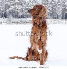 raymond vorters chapter 9 digress synonym ierse setter iers sneeuw