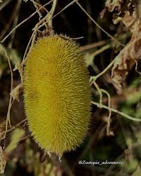 Image result for Cucumis cinereus