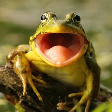 Why Do Frogs Say Ribbit
