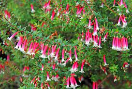 Epacris Longiflora Blossoms Of A Heath Plant Spon Longiflora Epacris Blossoms Plant Heath Ad Heath Plant Blossom Flora