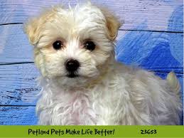 The maltese poodle mix has only become your pup will not shed fur and dander as much as other dog breeds, and could be a. Maltipoo Dog Female White 2812269 Petland Pets Puppies Chicago Illinois