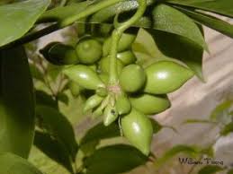 Image result for Artabotrys monteiroae