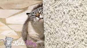 disi kedilerde kizginlik donemi hakkinda hersey kedi hayvanlar evcil hayvanlar