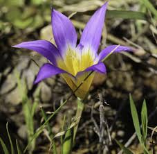 Image result for Romulea