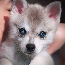 Do I Look Like A Baby Wolf Animals Beautiful Cute Animals Baby Wolves