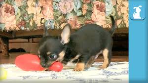 Maybe you would like to learn more about one of these? Teresa S Akc Chihuahuas