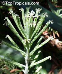 Image result for Bryophyllum tubiflorum
