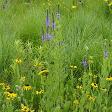 Image result for Renealmia susanneae-katziae