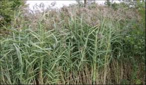 Image result for Phragmites karka